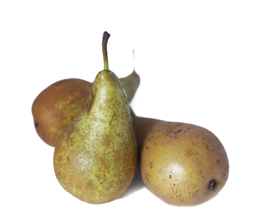 Conference Pears (x3)