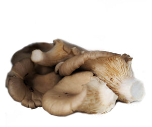 Oyster Mushrooms (250g)