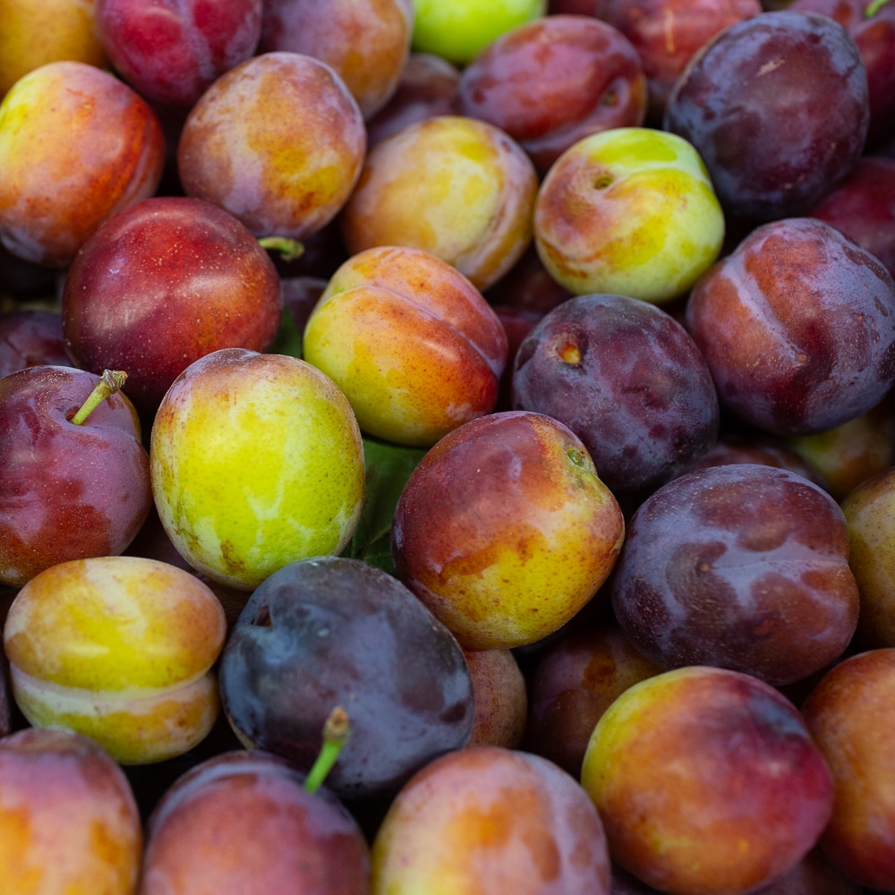 A pile of colourful plums rests close together, featuring varying shades of purple, red, and green. The smooth, rounded fruits fill the entire view.