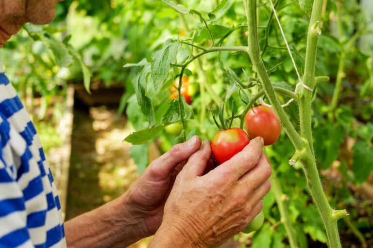 Hands pick ripe, red tomatoes from a vine. The scene is set in a lush garden with dense green foliage, suggesting a thriving and well-maintained agricultural environment.