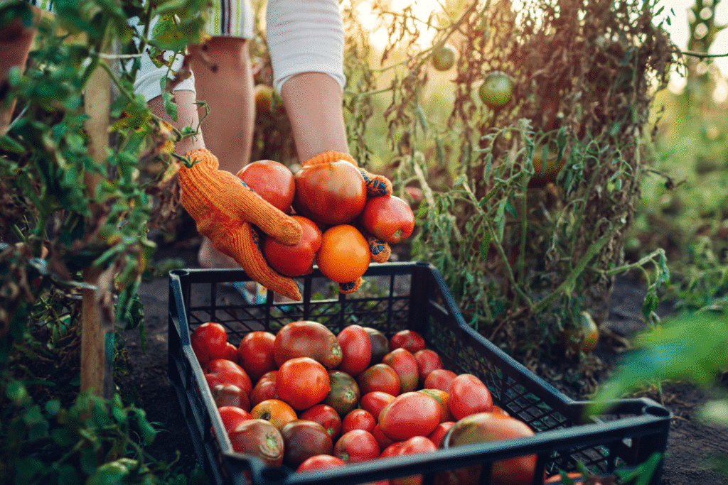 Harvesting ripe tomatoes