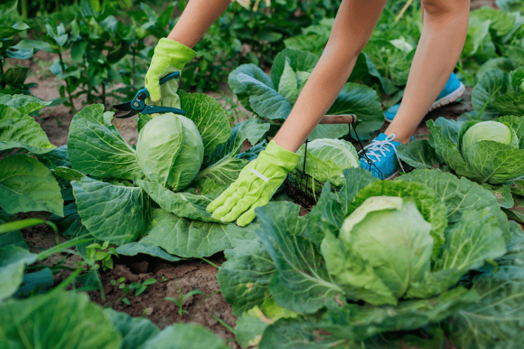 Farming harvesting cabbages