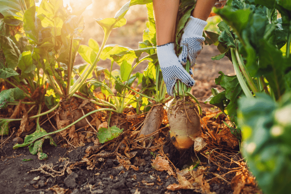 A farmer harvesting vegetables from healthy soil.